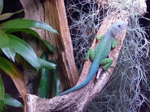 Anolis marmoratus Trois Rivieres