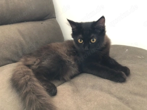 Kitten abgabebereit!