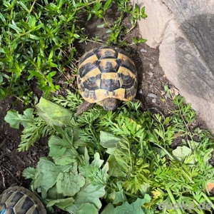 Griechische Landschildkröten