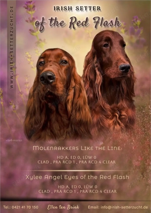  Irish Setter Welpen aus liebevoller 36 jähriger Formzucht