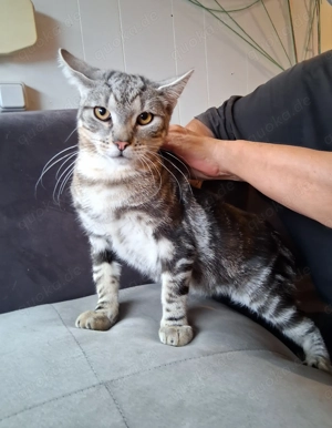 Katzenbaby suchen ein liebevolles Zuhause 