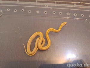 3 Kornnattern von 2024 -25