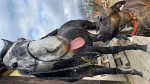 !Dringend! Rocky sucht ein neues Zuhause !Dringend!  Bild 5