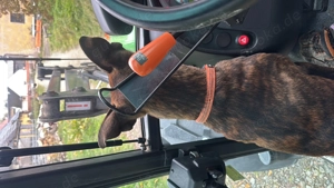 !Dringend! Rocky sucht ein neues Zuhause !Dringend!  Bild 2