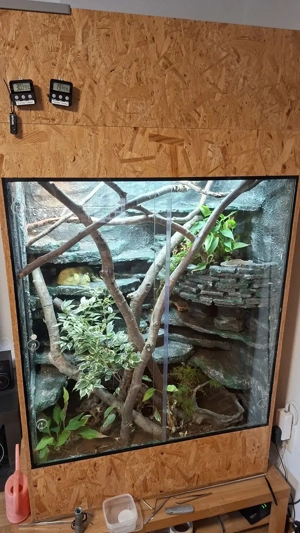 Notverkauf wegen Umzug. 2 Kornis 0.1 suche dringend neues Zuhause