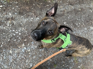 !Dringend! Rocky sucht ein neues Zuhause !Dringend! 