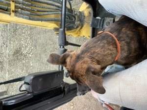 !Dringend! Rocky sucht ein neues Zuhause !Dringend!  Bild 6