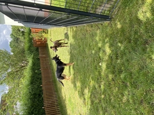 !Dringend! Rocky sucht ein neues Zuhause !Dringend!  Bild 8