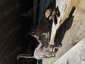 !Dringend! Rocky sucht ein neues Zuhause !Dringend!  Bild 7