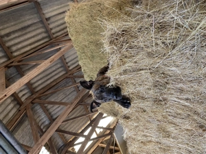 !Dringend! Rocky sucht ein neues Zuhause !Dringend!  Bild 9