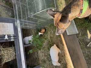 !Dringend! Rocky sucht ein neues Zuhause !Dringend!  Bild 4