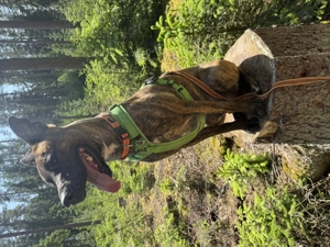 !Dringend! Rocky sucht ein neues Zuhause !Dringend!  Bild 3