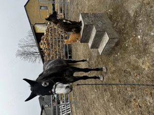 !Dringend! Rocky sucht ein neues Zuhause !Dringend!  Bild 10