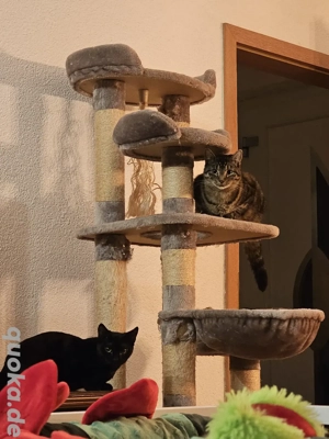 Zweijährige Emmi sucht ihre Familie (Tierschutz) Bild 5