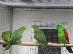 Rotflügelsittiche in Wildfarbe abzugeben