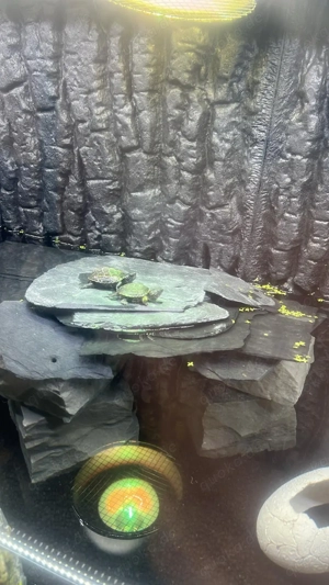 Wasserschildkröte Chinesische Dreikiel 