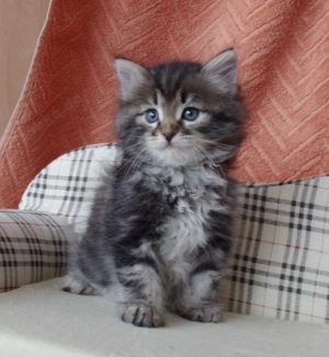 Reinrassige sibirische Kätzchen in München