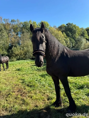 reitbeteiligun gesucht !