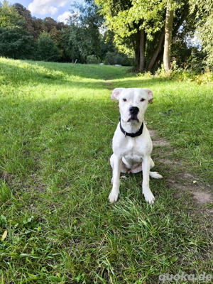 Wunderschöne Dogo Argentino Hündin (8 Monate)