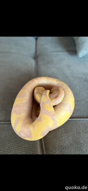 1,0 Superbanana Superenchi pastel pos Superpastel Nz 25