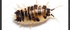 12x Porcellio laevis  Panda  