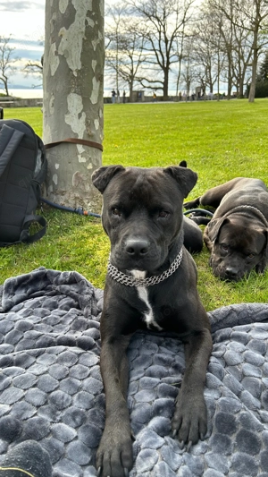 Old English Bulldoge ( Pocket)