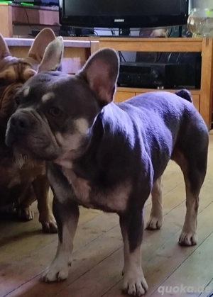 Anduin Französische Bulldogge Deckrüde  Bild 2