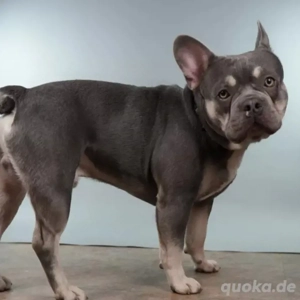 Anduin Französische Bulldogge Deckrüde  Bild 3