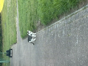 Katzen zu Verkaufen VB