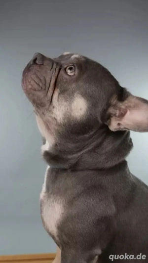 Anduin Französische Bulldogge Deckrüde  Bild 4