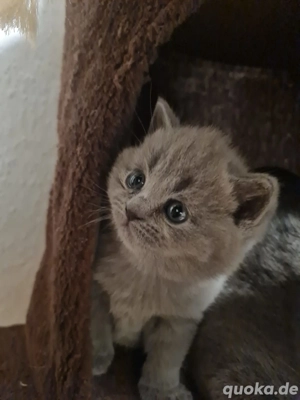 Süße Bkerha-Katern suchen bald ein liebevolles Zuhause
