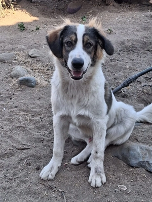 Zuhause oder Pflegestelle gesucht für Koda 