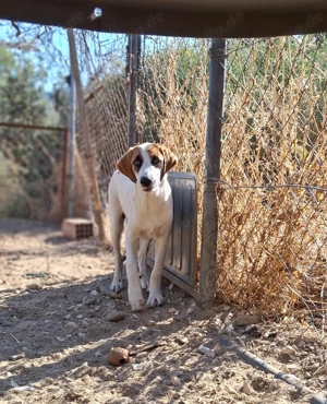 Zuhause oder Pflegestelle gesucht für Idefix