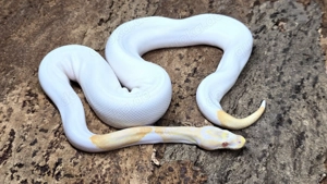 1,0 Python regius, Königspython "Albino Piebald" DNZ 2023 Bild 2