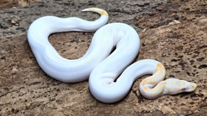 1,0 Python regius, Königspython "Albino Piebald" DNZ 2023
