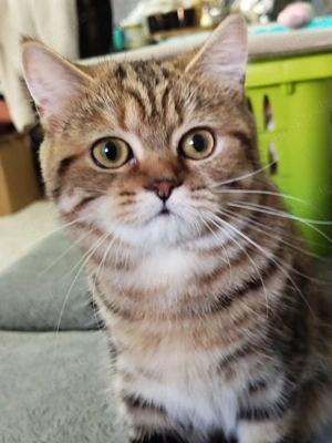 Reinrassige Britisch Kurzhaar, Championeltern Kitten, black classic tabby mit Stammbaum