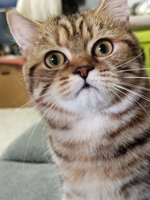 Championeltern Kitten, Reinrassige black classic tabby BKH mit Stammbaum