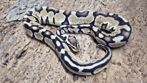 1,0 Python regius, Königspython "Pastel" DNZ 2024