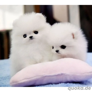  Pomeranian  Superkpomeranian ab sofort abzugeben** Bild 2