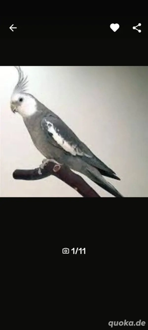 NYmphensittiche    Bild 5