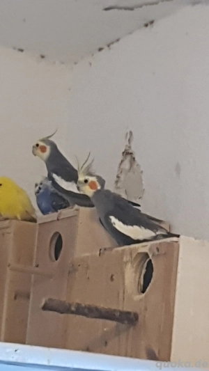 NYmphensittiche    Bild 10