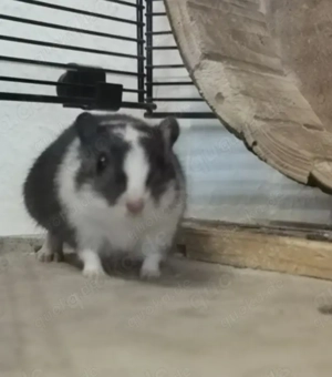 3 Wüstenrennmäuse Weibchen 