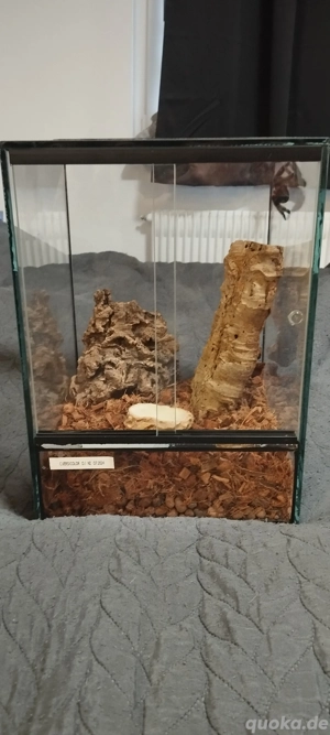 Terrarium 25x25x35 mit Caribena Versicolor NZ24