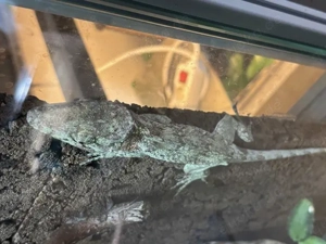 Anolis Barbatus   Falsches Chamäleon subasdult DNZ 1.0 abzugeben
