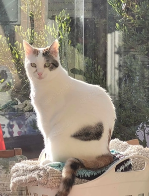 Liebe Fleki (FIV) sucht ihre Menschen Bild 2