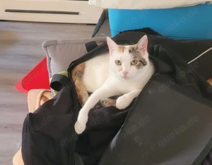 Liebe Fleki (FIV) sucht ihre Menschen Bild 5