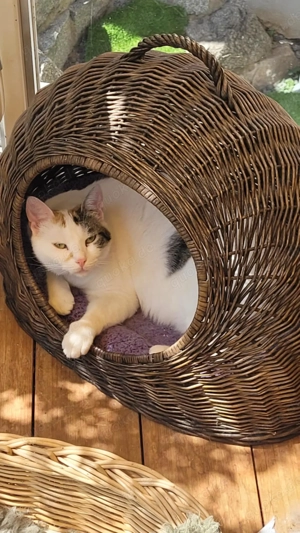 Liebe Fleki (FIV) sucht ihre Menschen Bild 3
