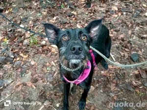 PAULA    die perfekte Begleiterin auf vier Pfoten