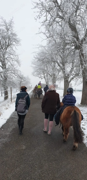 Reitbeteiligung Dressurpferd Springpferd Pony Bild 2