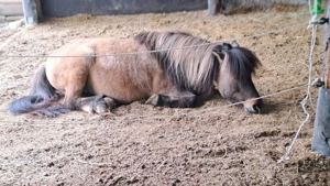 Reitbeteiligung Dressurpferd Springpferd Pony Bild 3